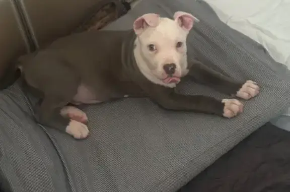 Lost male dog, West Trickey Lane, Jacksonville - around 13 weeks old - photo