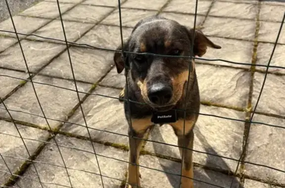 Animaux trouvés Roche, photo: Chien trouvé, Agnin, Roche - tricolore de taille moyenne