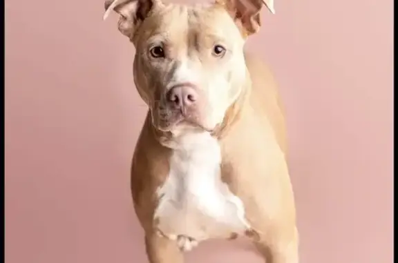 Missing dog Centerville, photo: Lost female dog, Larry Drive, Centerville - tan pitbull named Peaches