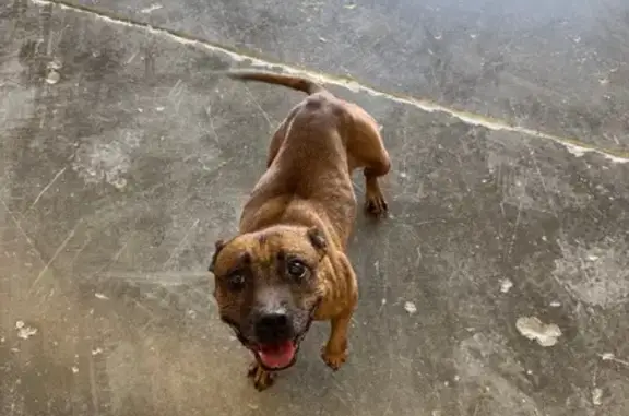 Chien perdu Trouillas, photo : Perdu chien, Avenue du Monastir, 24, Trouillas - staffy aveugle
