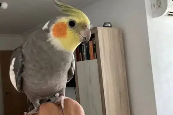 Perdido ave masculino, Calle Gorrión, 14, Sevilla - ninfa con anilla Roja - photo