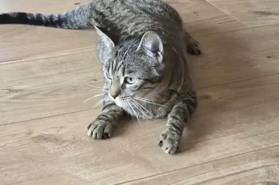 Chat perdu, Rue Séverine, Le Kremlin-Bicêtre - femelle aux yeux verts - photo