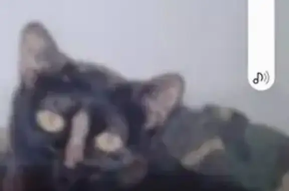Animaux perdus Paris, photo: Chat perdu, Gournay-sur-Marne, Paris - femelle