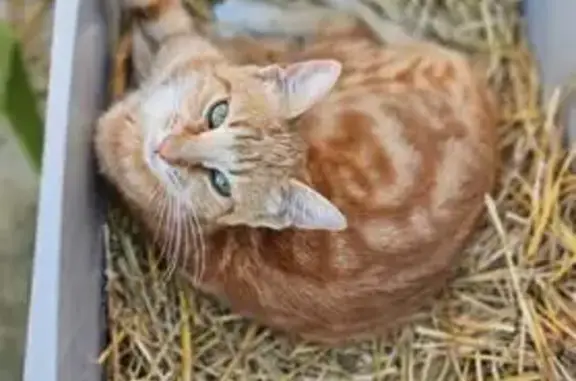 Animaux perdus Woippy, photo: Chat perdu, Rue de la Gare, Woippy - Céleste, tigrée rousse