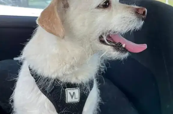 Missing dog Colorado Springs, photo: Lost female dog, West Fillmore Street, Colorado Springs - blonde terrier mix