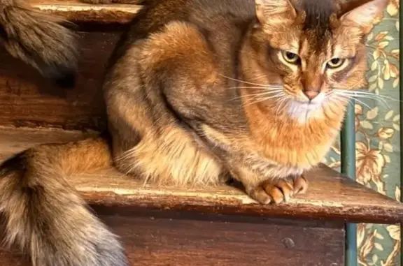 Animaux perdus Gourdon, photo: Perdu Chat mâle, Avenue Gambetta, 26 Bis, Gourdon - petit de 2 ans