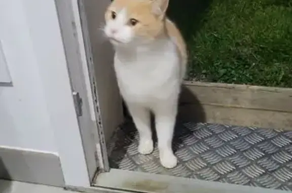 Animaux trouvés Saint-Marc-le-Blanc, photo: Trouvé Chat roux et blanc, Allée des Noisetiers, Saint-Marc-le-Blanc