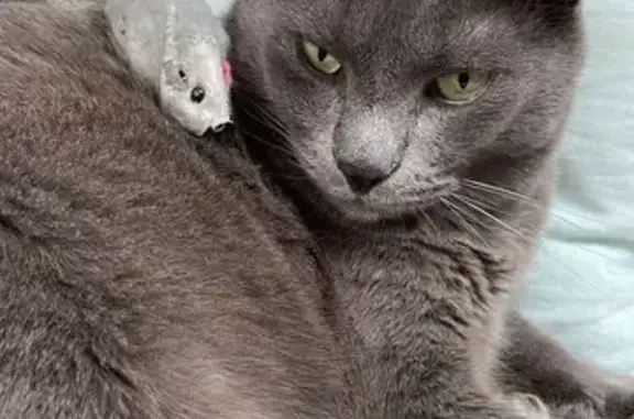 Chat perdu, Paris, photo: Perdu chat Korat mâle, Gidy, Paris