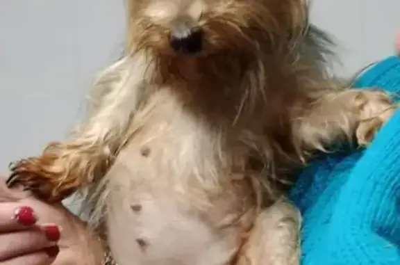 Perdido perro hembra, Lugar Pousadoira, s/n, Brexo-Lema, Zaragoza - Yorkshire pequeña - photo