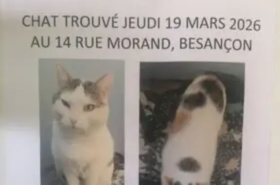 Chat trouvé Besançon, photo: Trouvé Chat femme, Rue Morand, 11, Besançon