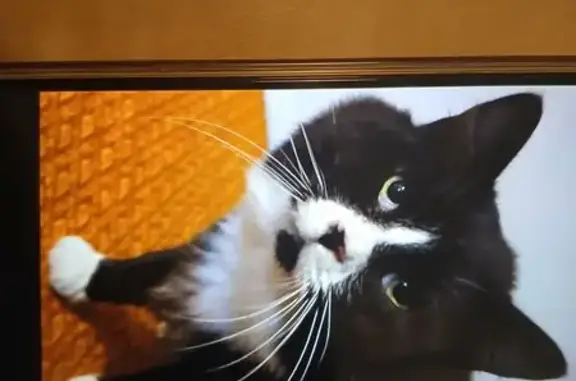 Lost pets Rogue River, photo: Lost male cat, East Main Street, Rogue River - black & white, no collar