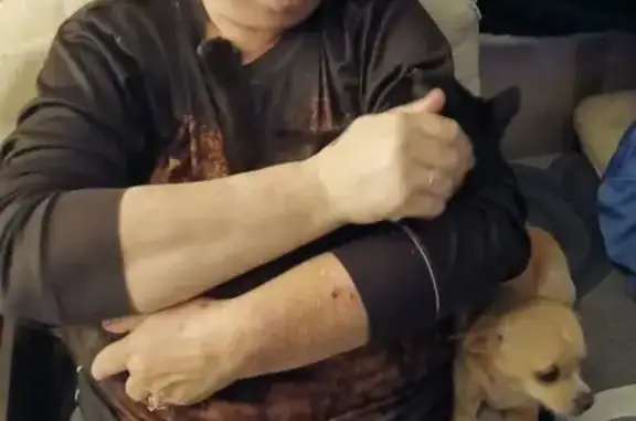 Lost female dog, Six Points Road, Ellenboro - biscuit color with white markings - photo