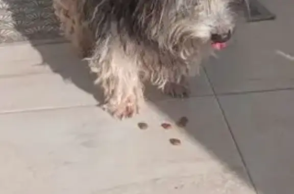 Chien trouvé Écueillé, photo: Trouvé Chien homme, Route de Naix, 3, Pellevoisin - noir et blanc