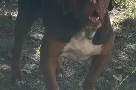 Found pets Oklahoma City, photo: Found male dog, North Eagle Lane, Oklahoma City - brown Bulldog with white chest