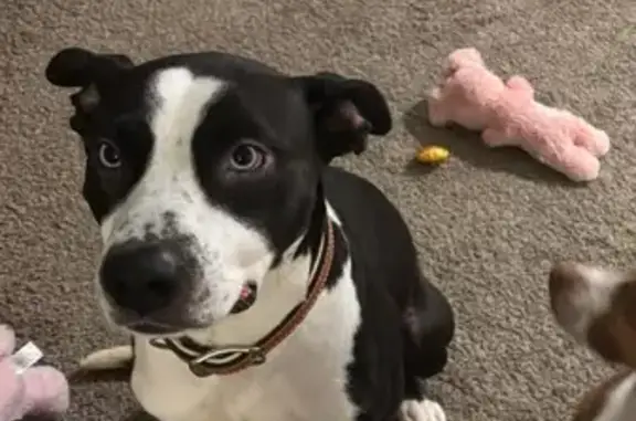 Lost Male Dog, Georgetown, Ohio - Blue eyes, black and white - photo