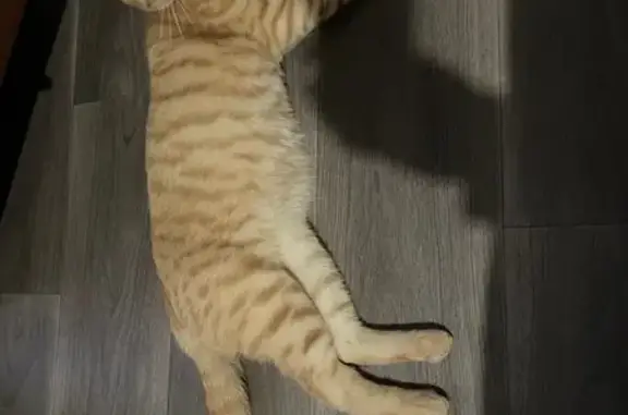 Chat perdu, Rue Henri Alleg, Grigny - roux crème aux yeux ambrés - photo