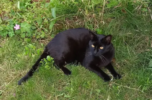 Perdu chat mâle, Rue Rabelais, Thouars - tout noir aux yeux jaune-vert - photo