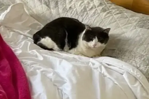 Animaux perdus Moëlan-sur-Mer, photo: Chat perdu, Rue du Docteur Roger Pinel, 7, Moëlan-sur-Mer - blanc et gris, craintif