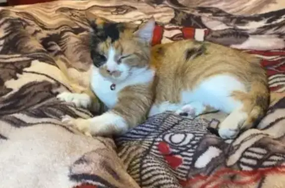 Lost female cat, AR 220, Lee Creek, Cedarville - orange, black, and white with pink collar - photo