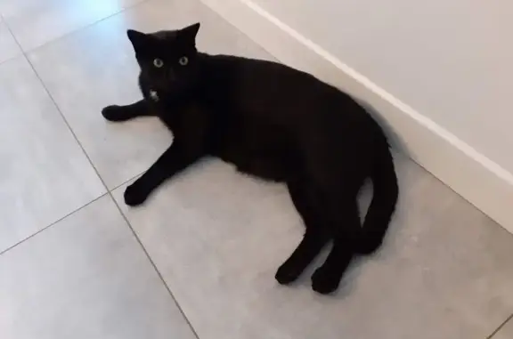 Animaux perdus Hasparren, photo: Perdu Chat homme, Chemin de Pelloenea, 334, Hasparren - tâche blanche sous le menton