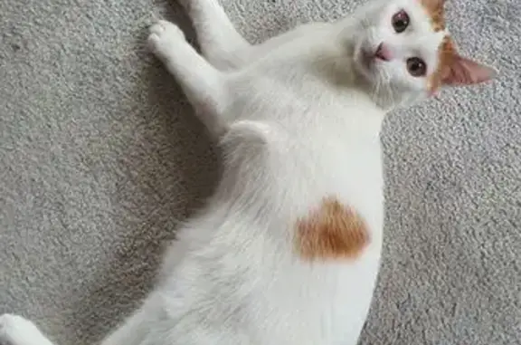Chat perdu, Douvaine, photo: Chat perdu, Rue du Centre, Douvaine - chaton blanc et roux