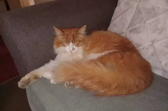 Lost male cat, Philip Le Roux Avenue, Randburg - photo