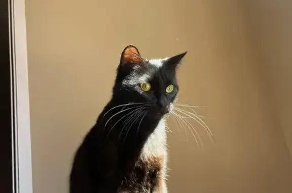 Chat perdu, Square Boulingrin, Toulouse - jeune chat noir de 8 mois - photo