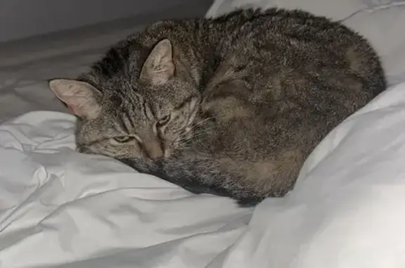 Animaux perdus Lorient, photo: Chat perdu, Rue Mary Piriou, 18, Vannes - femelle très craintive