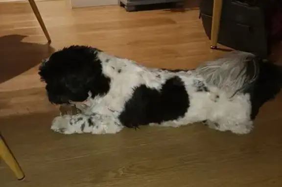 Animaux trouvés Arras, photo: Trouvé Chien Femme, Place du Maréchal Foch, Arras - shi Tzu noire et blanche