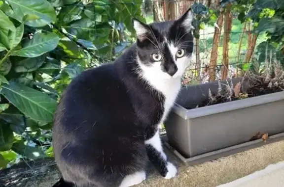 Animaux perdus Lons-le-Saunier, photo: Chat perdu, Rue Brichard, 8, Lons-le-Saunier - noir et blanc, très avenant