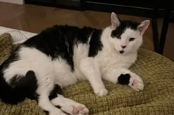 Chat perdu, Argenteuil, photo: Perdu chat mâle, Avenue Charles Binder, L'Isle-Adam - très gentil