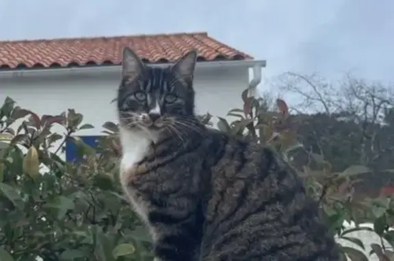 Animaux perdus Les Mathes, photo: Perdu Chat, Les Sauvagines, 5, Les Mathes - tigré noir et blanche