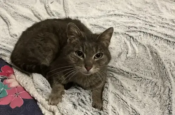 Animaux trouvés Lyon, photo: Chat trouvé, Chabanière, Lyon - chat gris affamé