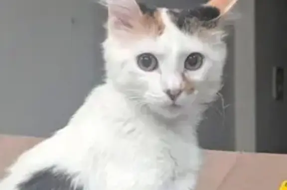 Lost pets Dallas, photo: Lost female cat, Windy Knoll Drive, Dallas - white coat with black and orange spots