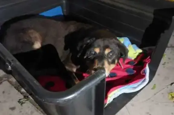 Cachorro encontrado Fêmea (brf002501) - photo