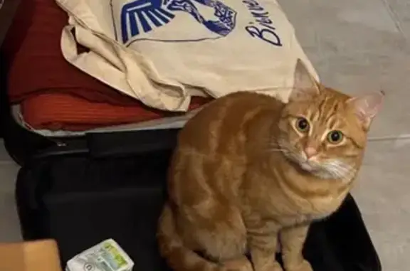 Animaux perdus Cognac, photo: Perdu chat, Rue Saint-Pierre, Cognac