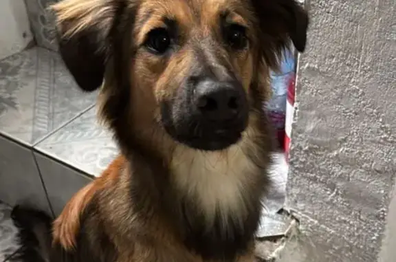 Cachorro perdido Fêmea (brl002502) - photo