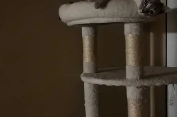 Lost female cat, South Birch Street, 1141, Denver - responds to Pearly or Perla - photo