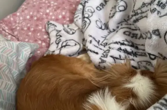 Lost male dog, U.S. 11, Syracuse - deer head long hair chihuahua - photo