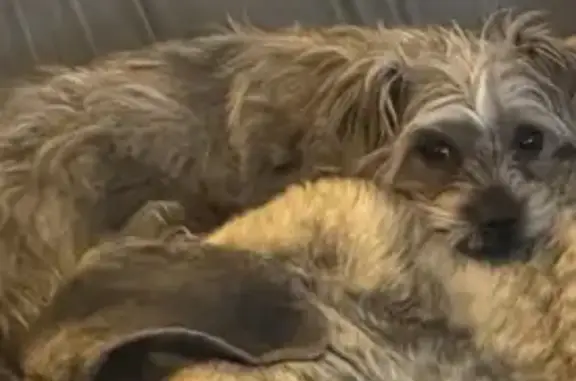 Lost female dog, Trenton, New Jersey - Shih Tzu mix - photo