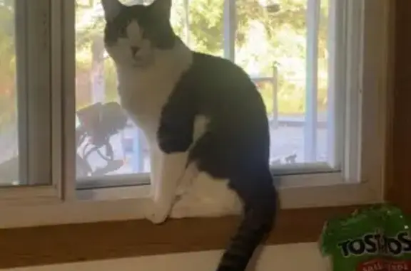 Lost pets Lincoln, photo: Lost male cat, North Cotner Boulevard, Lincoln - grey with black stripes