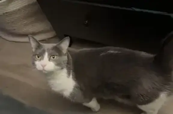 Missing cat Female, Forked River (usl533172) - photo