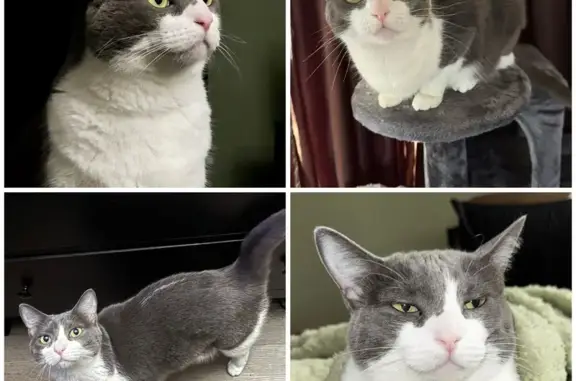 Missing cat Female, Lakehurst (usl533172) - photo