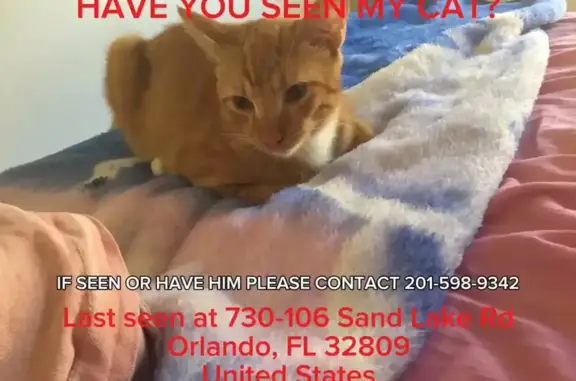 Lost pets Orlando, photo: Lost male cat, Sand Lake Road, 730, Orlando - red collar, shy but friendly