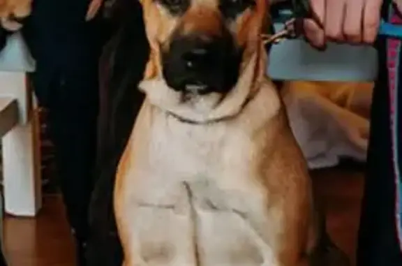 Lost male dog, Silver Springs, Wimauma - sweet boy who loves to run - photo