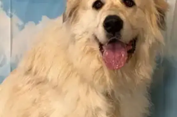 Lost female dog, Mount Torrey Road, Lyndhurst - Great Pyrenees, shy and afraid of loud noise - photo
