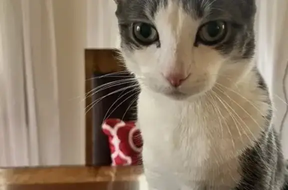 Lost pets New Baltimore, photo: Lost male cat, Gallus Drive, New Baltimore - gray and white