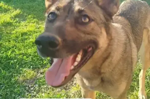 Chien perdu, Péault, Mareuil-sur-Lay-Dissais - chienne marron sans queue - photo