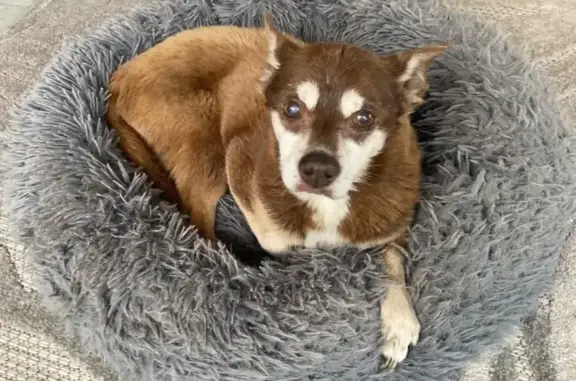 Lost male dog, Sylvania Drive, Taylors, Nashville - named Boo - photo