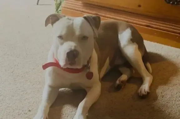 Lost male dog, Marche Lateral Road, North Little Rock - white and brown pit - photo
